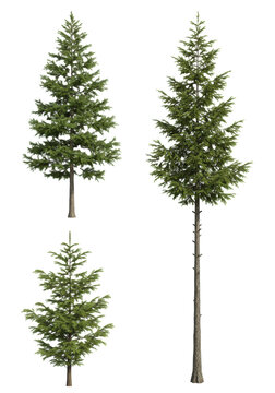 Four hyper-realistic evergreen trees (pine, spruce, fir) with sharp, deep green needles and textured bark, professionally lit in a high-key studio against transparent background. Concept for