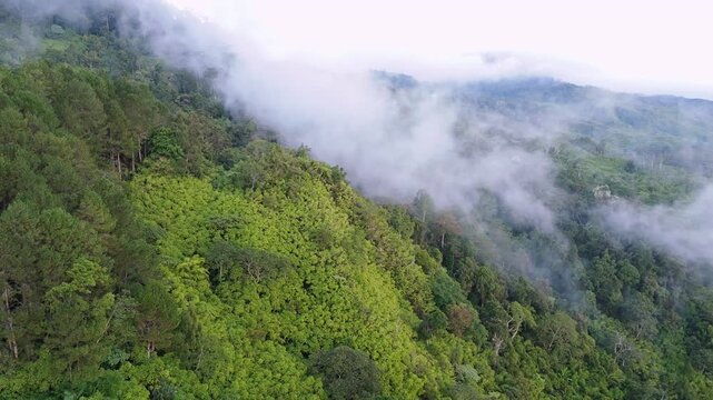 Aerial drone shot of a steep mountain slope covered in dense green trees and pine forest. White mist and clouds drift over the lush vegetation in the highlands of Davao Philippines.