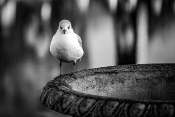 Full body of a seagull sitting on a marble fountain
