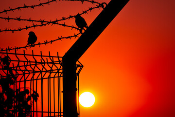 Bird silhouettes on a barbed wire fence against the sunset sky