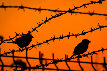 Bird silhouettes on a barbed wire fence against the sunset sky