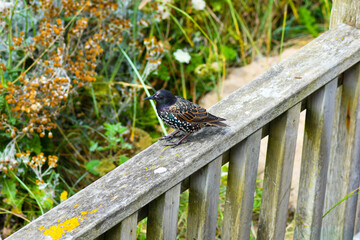 Starling bird sitting on a wooden fence 