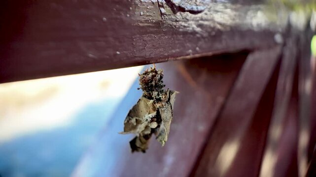Close up view of a bagworm caterpillar hanging from a wooden railing with leaf shells in Laos Southeast Asia.