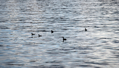 Eurasian Coot Flock (Fulica atra) swimming at a sea in.