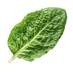 Obraz premium cabbage isolated on white background