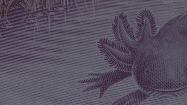 Detail of Mexican 50 Peso Banknote Featuring the Axolotl Image