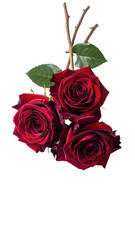 Three deep red roses tied together