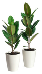 Two ficus plants in white pots, dark soil, isolated