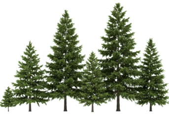 five hyper-realistic fir and spruce trees, showing extreme texture and size variation, isolated on a transparent, shadow-less background. concept for professional design assets