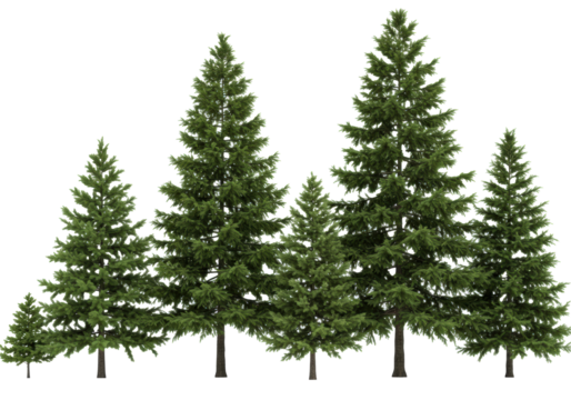 five hyper-realistic fir and spruce trees, showing extreme texture and size variation, isolated on a transparent, shadow-less background. concept for professional design assets