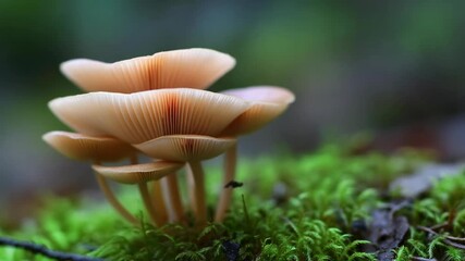 Delicate fairy ring mushroom cluster growing on vibrant green moss in a forest with soft, blurred background creating a magical scene. - Powered by Adobe
