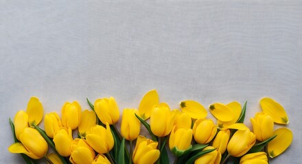 Bright yellow tulips on a textured white wooden background for spring
