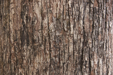 Bark pattern is seamless texture from tree. For background work	