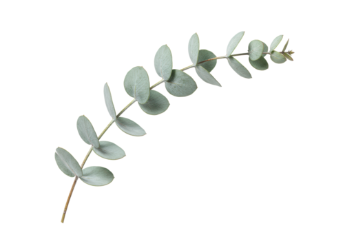 Macro shot of an elegant silver dollar eucalyptus branch with soft sage green leaves and a thin stem, high-key isolated on a transparent background. concept for luxury aromatherapy