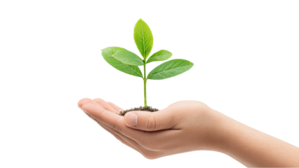 Hand Holding Sprout Growing from Soil: New Life and Growth Concept