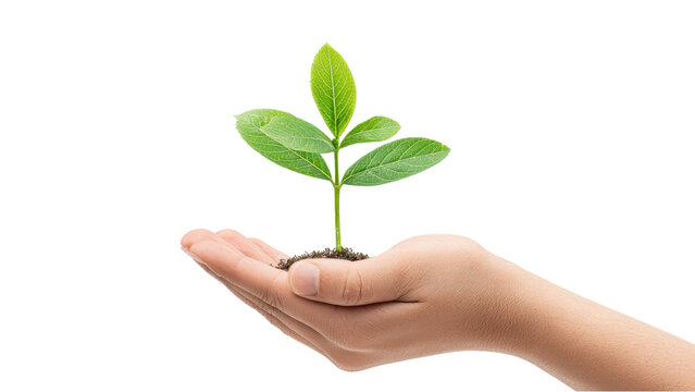 Hand Holding Sprout Growing from Soil: New Life and Growth Concept