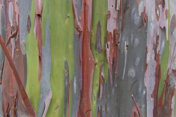 Eucalyptus bark photograph rainbow  (Eucalyptus deglupta), with its multicolored peeling bark, focus and zoom in bark. Bark pattern is seamless texture from tree. For background work.	