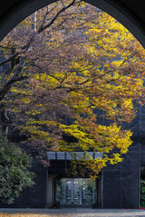 都心散歩　東大構内銀杏並木