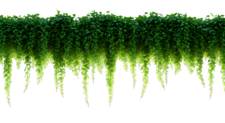 Lush green climbing plant foliage hanging downwards isolated on transparent background