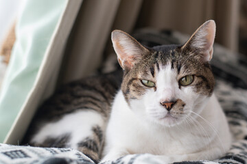 窓辺でくつろぐ猫　キジトラ白	