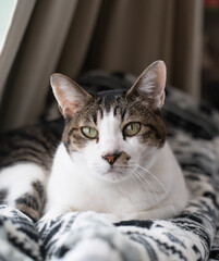 窓辺でくつろぐ猫　キジトラ白	