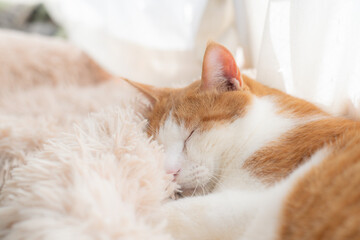 窓辺で眠る可愛い猫　茶トラ白	