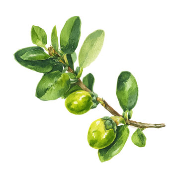 Watercolor Oleaster vector, artistic painting style, high-resolution illustration on a pure white background.