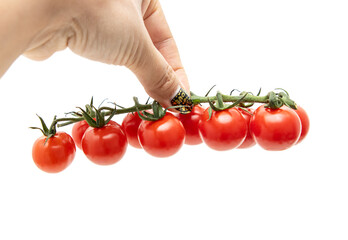 Cherry tomatoes on a branch on a white background. © studybos