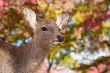 A thoughtful close-up portrait of a Sika deer in Nara Park, set against a blurred and colorful backdrop of autumn trees (red, yellow, green).
