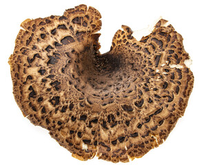 mushroom scaly tinder fungus on a white background. © studybos
