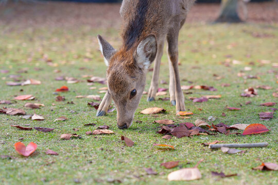 A cute Sika deer fawn bends down to graze on the short grass and scattered fallen leaves in Nara Park, focusing on the ground.