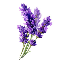 Fototapeta premium Lavender watercolor vector illustration, high-quality artwork isolated on a pure white background.