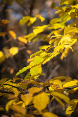 Colorful tree leaves on branches.
