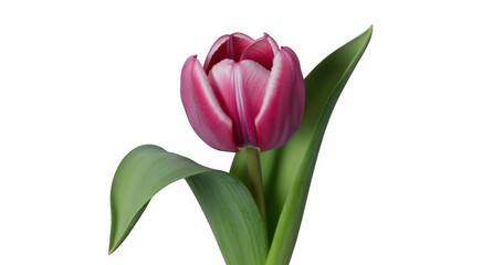 Fototapeta premium Single pink tulip with white edges and green leaves on black background isolated on a transparent background