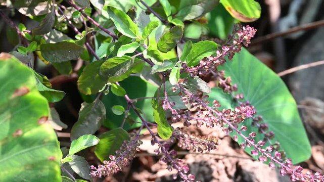 Tulsi or The Holy Basil flower, leaves. Holy basil, Sacred Basil. Tulsi is an Ayurvedic herb that has amazing health benefits.