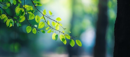 Bright fresh green leaves illuminated by morning sun, bokeh forest background, crisp and clean spring vibes, natural minimalism, space for text