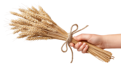 Hand Holding Bouquet of Wheat Stalks Tied with Twine on White Background