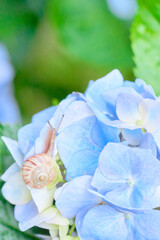 水色のアジサイの花と一匹のカタツムリのクローズアップ

