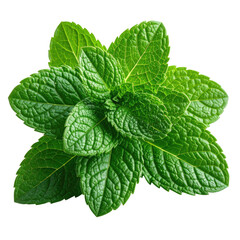 Lush green spearmint leaves cluster, aromatic and refreshing