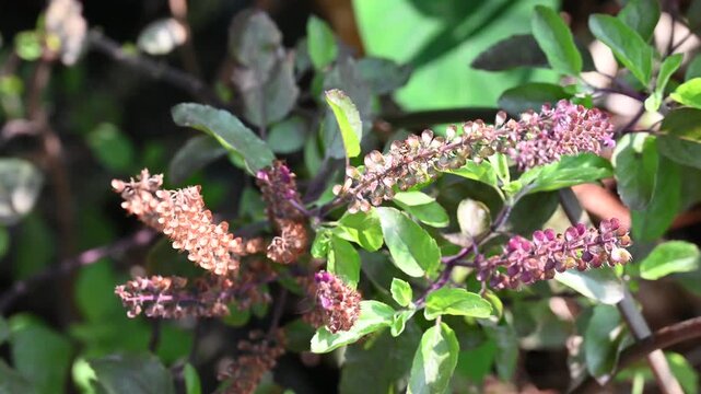 Tulsi or The Holy Basil flower, leaves. Holy basil, Sacred Basil. Tulsi is an Ayurvedic herb that has amazing health benefits.