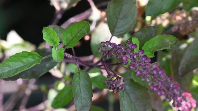 Tulsi or The Holy Basil flower, leaves. Holy basil, Sacred Basil. Tulsi is an Ayurvedic herb that has amazing health benefits.