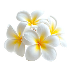 Fototapeta premium Grouping of pretty tropical white and yellow flowers on black background