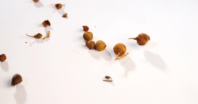 Ayurvedic Choti Kateli also known as Kantkari or Solanum Surattense dried and powder form