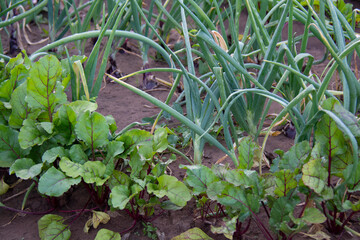 Green onions and beets growing in a garden bed in summer