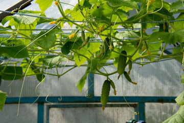 Green cucumbers growing in a greenhouse in the garden in summer
