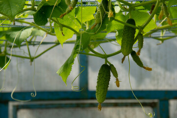 Green cucumbers growing in a greenhouse in the garden in summer