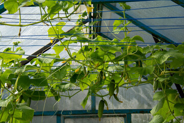 Green cucumbers growing in a greenhouse in the garden in summer