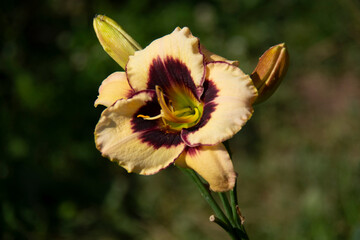 Beautiful beige lily with a burgundy center close-up on a blurred green background