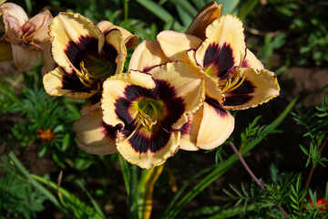 Beautiful beige lilies with a burgundy center against a background of green leaves