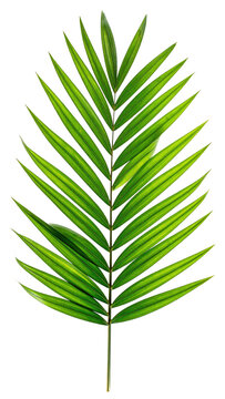 Lush green palm frond isolated against a black backdrop